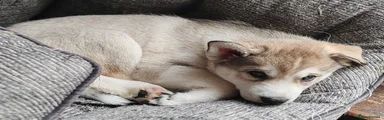 Siberian Husky Puppy 4 (Chip) 