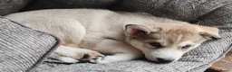 Siberian Husky dogs for sale: Stunning Siberian Huskies puppies  - Advert 18