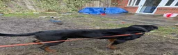 Rottweiler dogs for sale: German Boxed Head Rottweiler Male 1year + - Advert 4