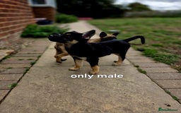 Mixed Breed dogs for sale: Stunning Shepsky Pups! - Image 8