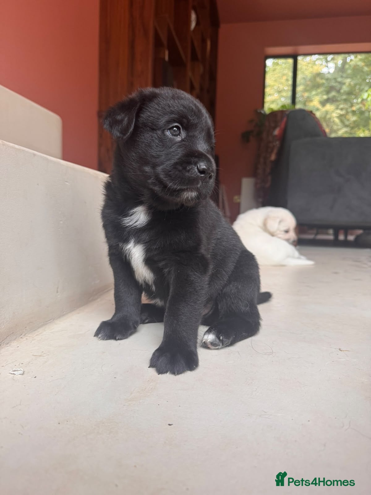 Mixed Breed dogs Lab+Akita adorable pups - Advert 2