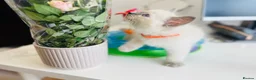 Ragdoll cats for sale: Pure Ragdoll Kittens  in London - Advert 5