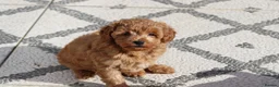 Cavapoochon dogs for sale: Cavapoochon puppies for sale Fox Red  - Advert 14