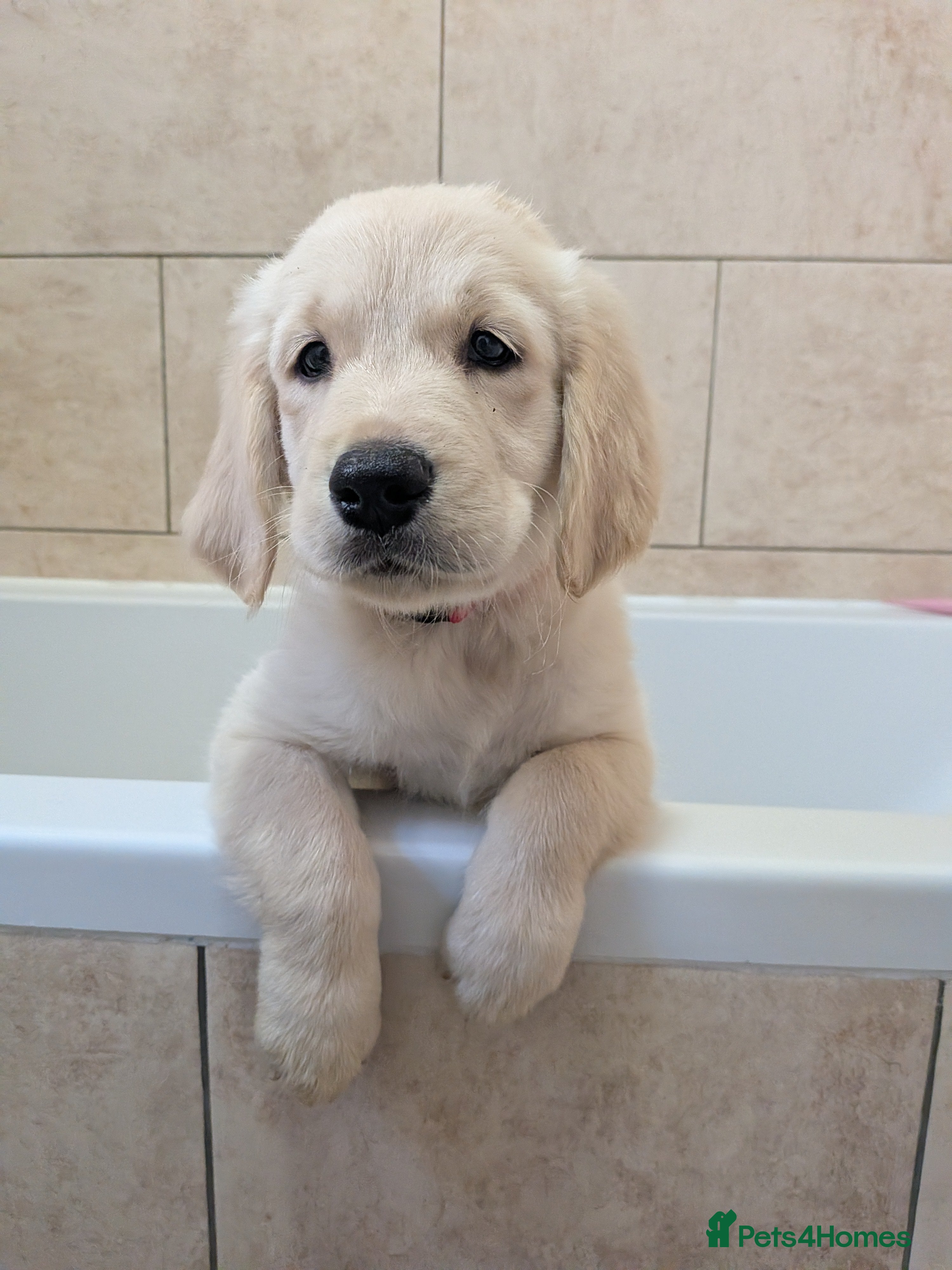 Golden Retriever dogs KC Golden Retriever pups - Advert 2
