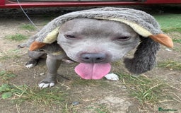 Staffordshire Bull Terrier dogs for sale: Experienced Home For Loki - Image 7