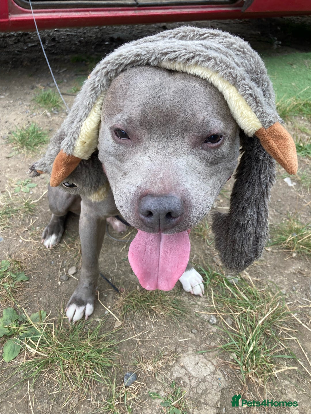 Staffordshire Bull Terrier dogs for sale: Experienced Home For Loki - Image 7
