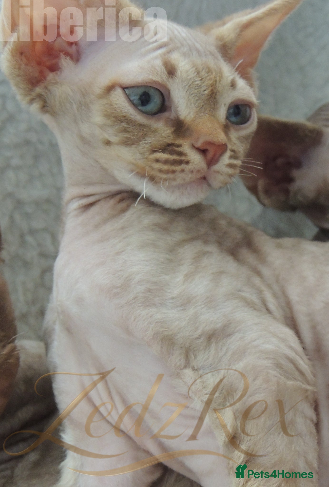 Devon Rex cats Beautiful Devon Rex Kittens For Sale - Advert 2