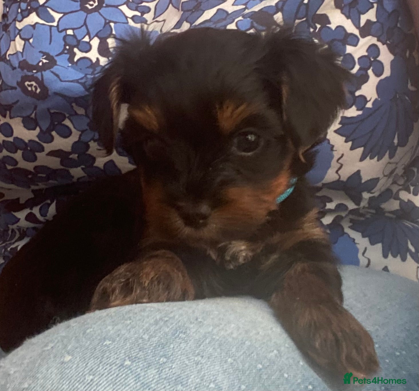 Yorkiepoo dogs  Yorkipoo pups - Advert 1