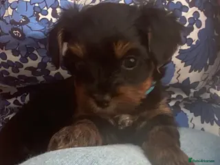Yorkiepoo dogs Yorkipoo pups - Advert 2
