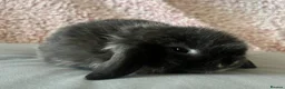 Mini Lop rabbits for sale: Mini Lop Babbies in Rochdale - Advert 6