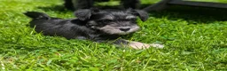 Miniature Schnauzer dogs for sale: Miniature schnauzer puppies  in Cowbridge - Advert 3
