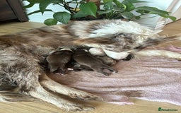Border Collie dogs for sale: BEAUTIFUL BORDER COLLIE PUPPIES - Image 10