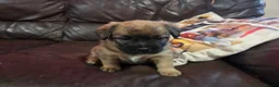 Mixed Breed dogs for sale: Jack Russell mixed breed puppies - Advert 14