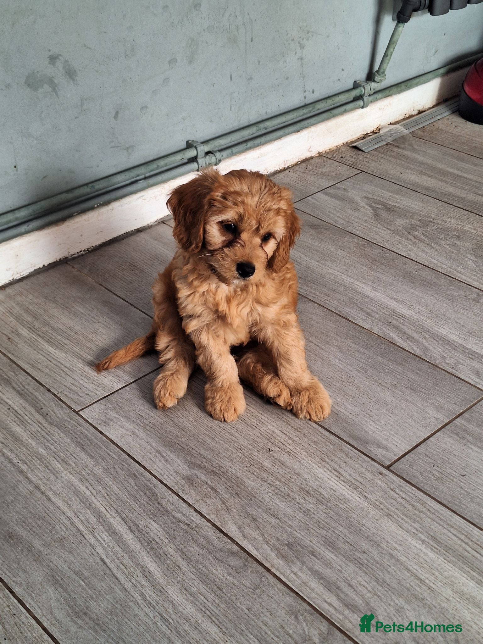 Cavapoo dogs REDUCED F1 CAVAPOO READY NOW  - Advert 1