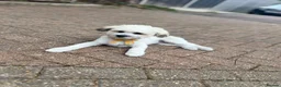 Bichon Frise dogs for sale: Male Bichone - Advert 1