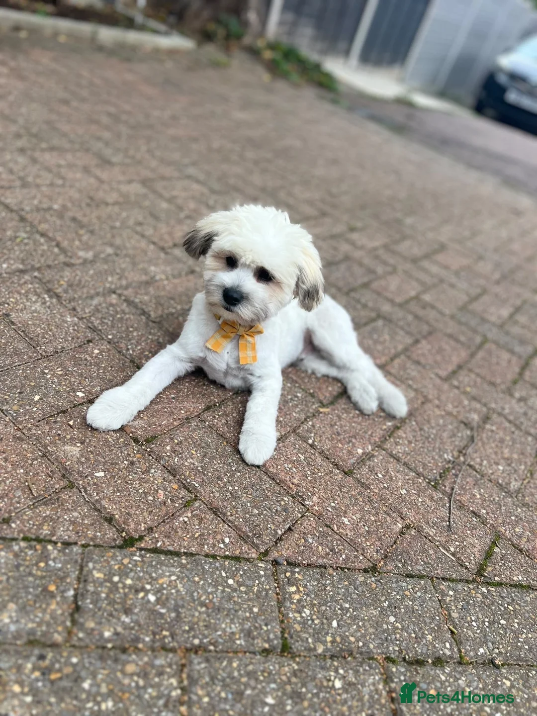 Bichon Frise dogs for sale: Male Bichone - Advert 1