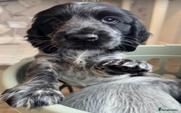 Cocker Spaniel dogs for sale: Cocker Spaniel Puppies  - Image 3