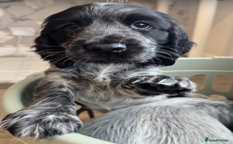 Cocker Spaniel dogs - Advert 2