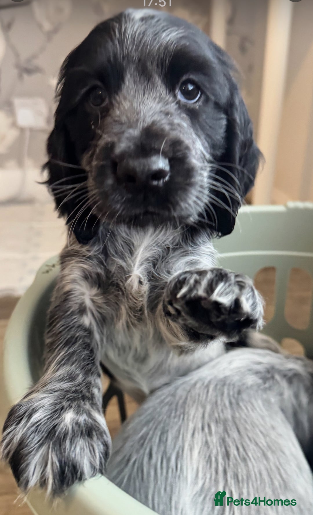Cocker Spaniel dogs for sale: Cocker Spaniel Puppies  - Image 3