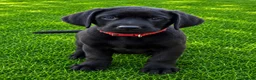 Labrador Retriever dogs for sale: KC Registered Pedigree Labrador Puppies - Advert 7