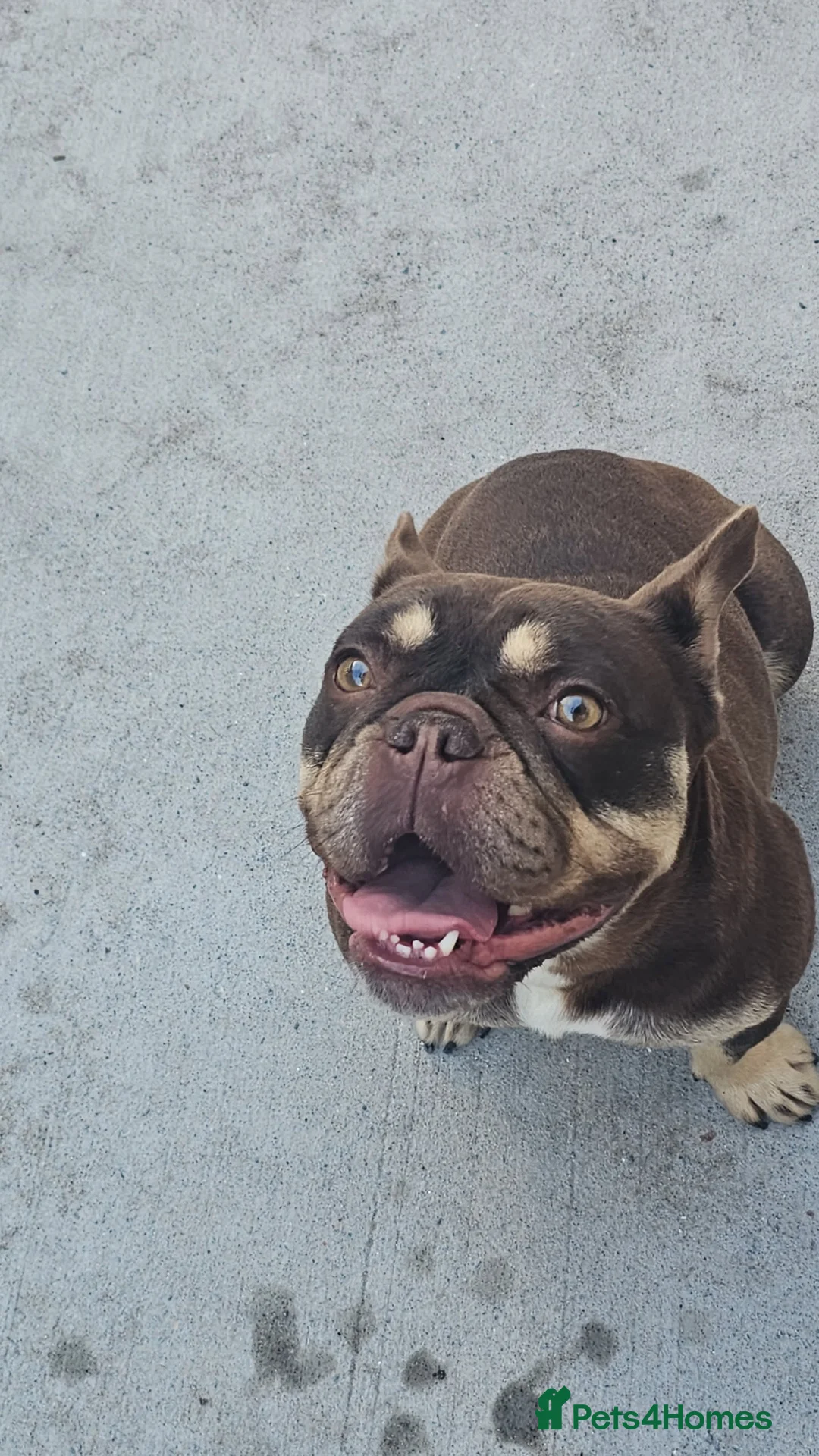 Mixed Breed dogs for sale: Beautiful girl for sale  in Ammanford - Advert 2