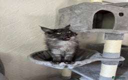 Maine Coon cats for sale: Brother and sister Maine coon kittens - Image 9