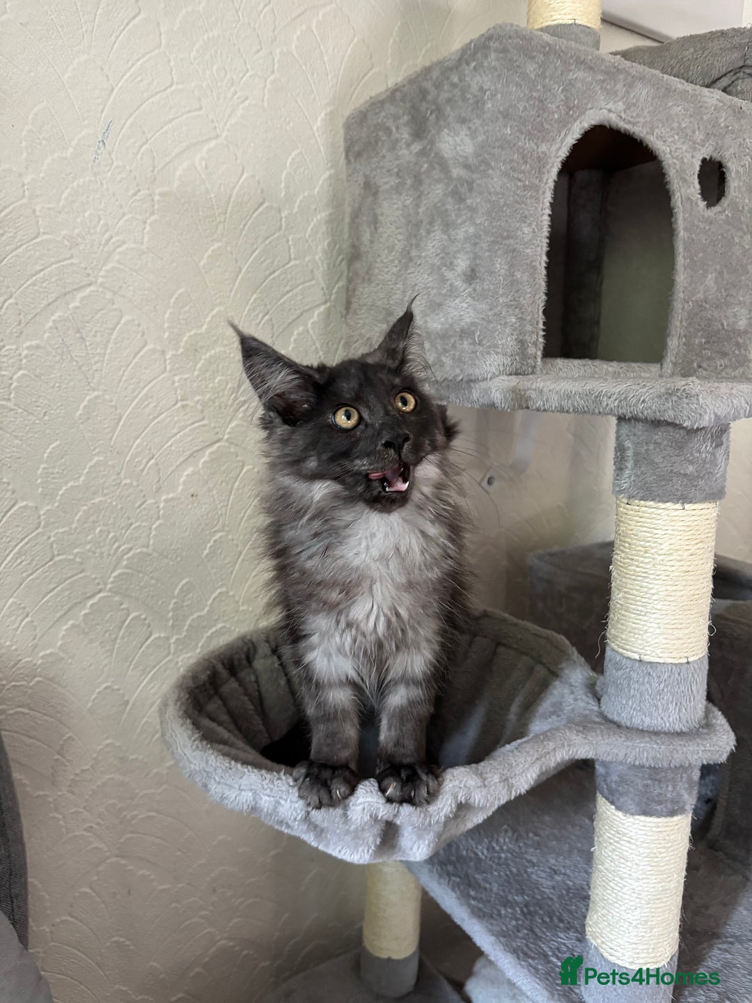 Maine Coon cats for sale: Brother and sister Maine coon kittens - Image 9