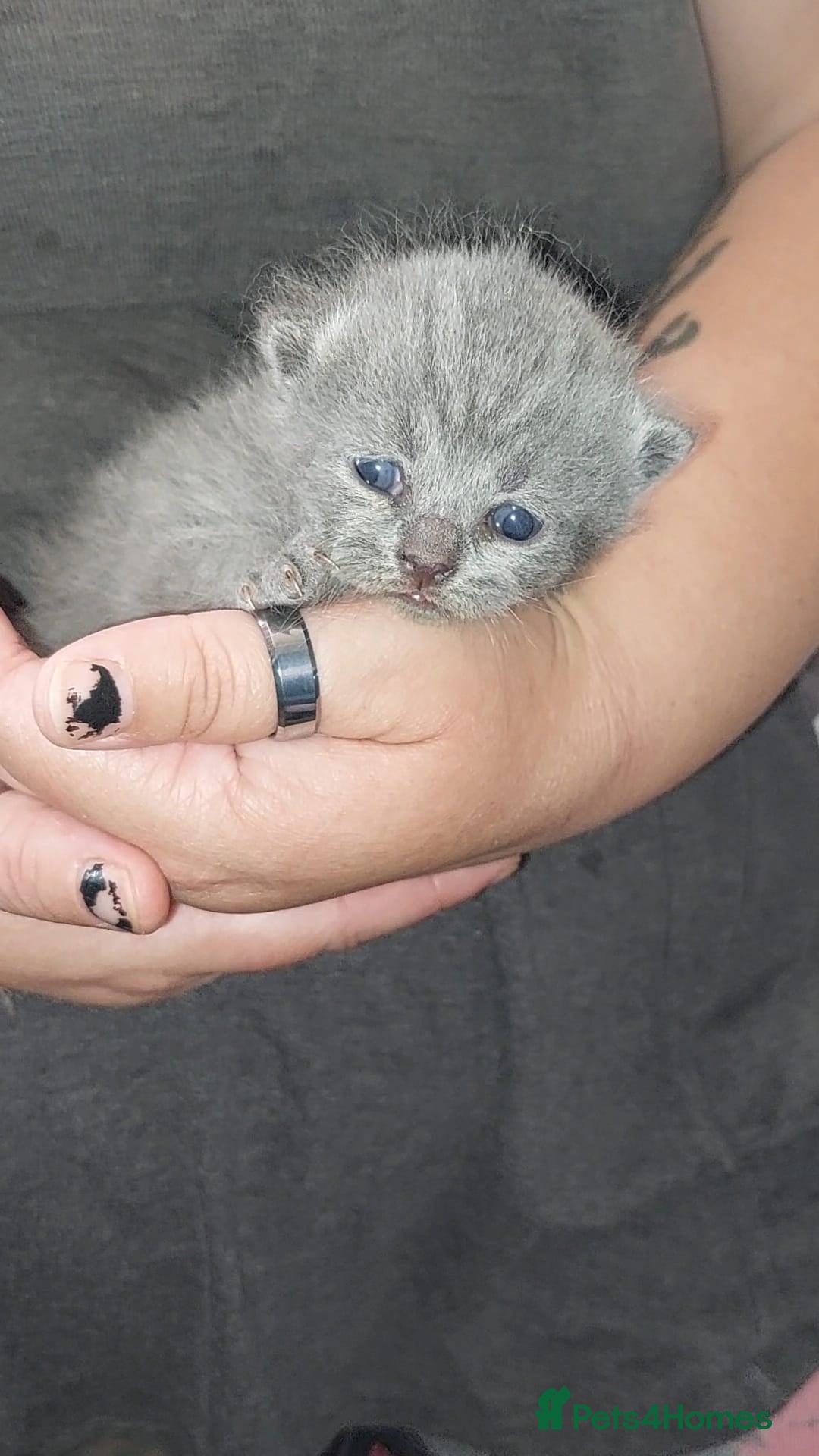 British Shorthair cats for sale:  ✨️ Joyful British Shorthair Kittens ✨️ - Image 13
