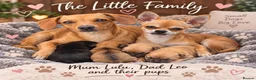 Chiweenie dogs for sale: 4 gorgeous dachund mixed with chihuahua  in Newcastle - Advert 8