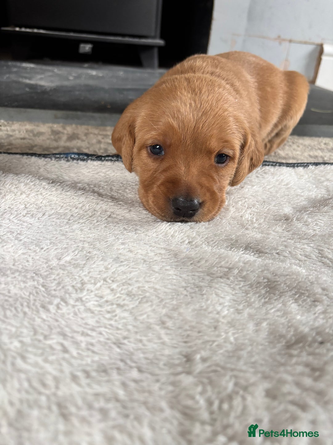 Labrador Retriever dogs for sale: HOME REARED KENNELCLUB REGISTERED LABRADOR PUPPIES - Advert 6