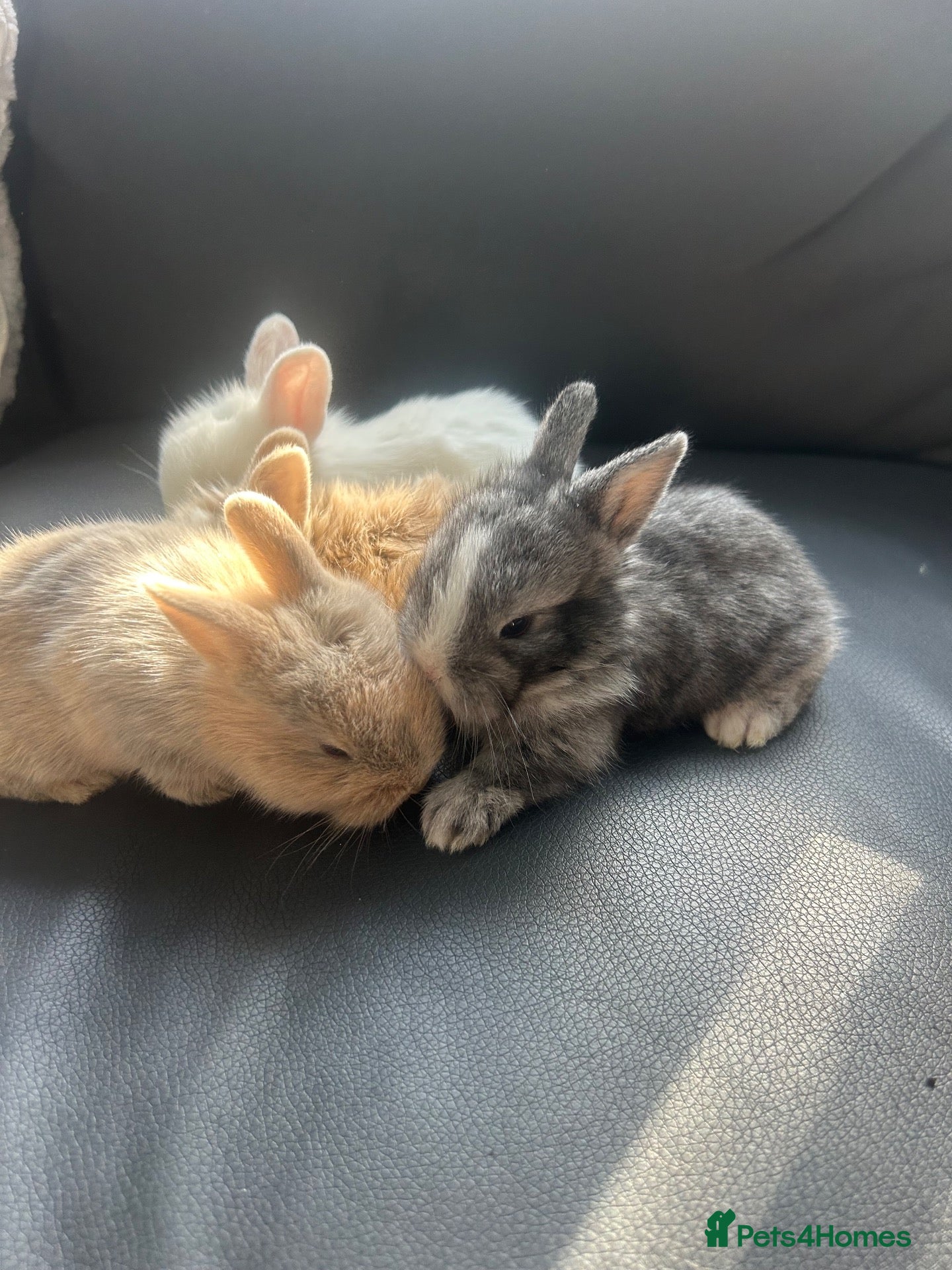 Lionhead rabbits 4 beautiful rabbits all different in there own way - Advert 3