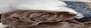 Cocker Spaniel 3