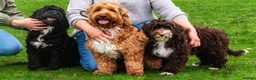 Australian Labradoodle dogs for sale: Australian labradoodles from Annette Courtney  - Advert 1