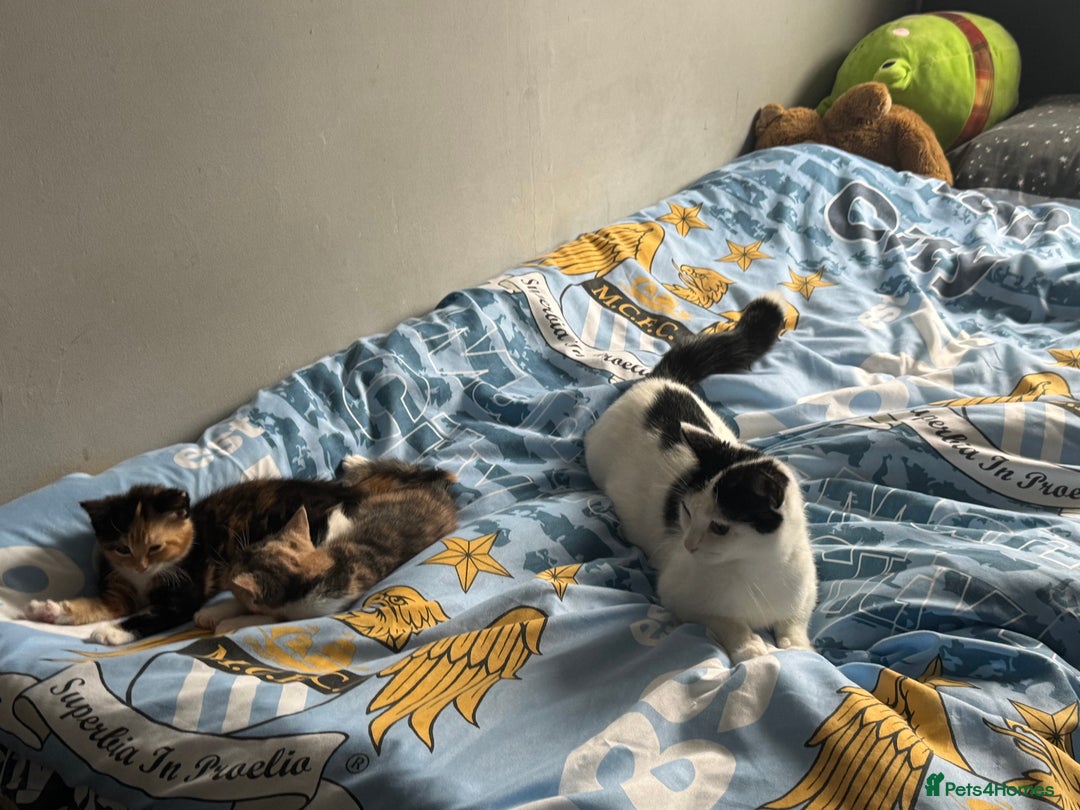 Mixed Breed cats for sale: Nebu/nova and luna(mother) - Advert 10