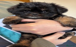 Griffon Bruxellois dogs for sale: Exceptionally confident beautys - Image 7