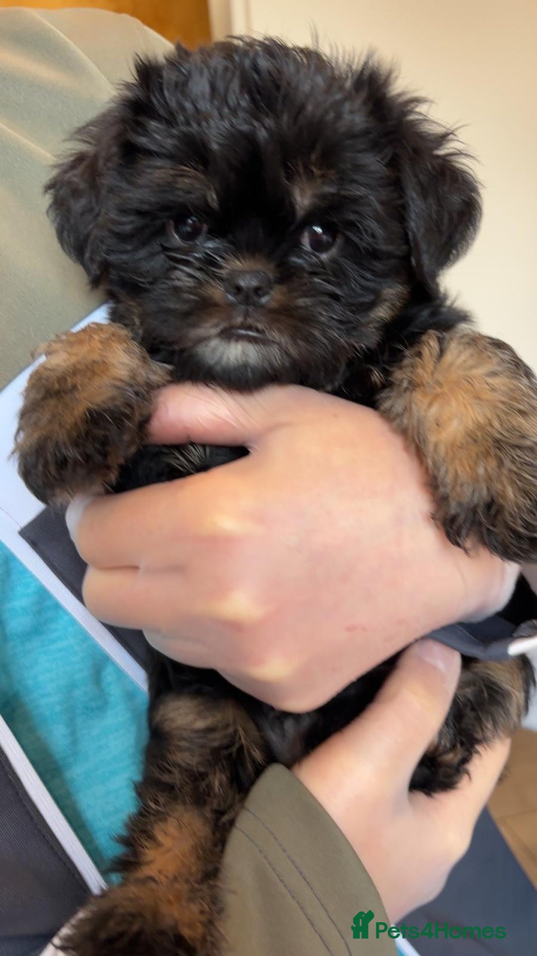 Griffon Bruxellois dogs for sale: Exceptionally confident beautys - Image 7
