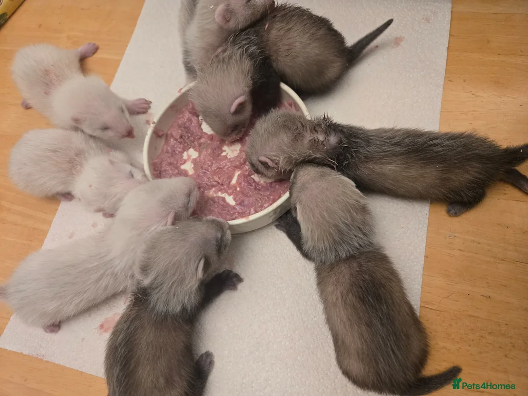 Ferret rodents for sale: Friendly Ferret Girls - Advert 2
