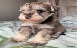 Miniature Schnauzer dogs for sale: KC BVA/MAC Chocolate Pepper Mini Schnauzers - Image 4