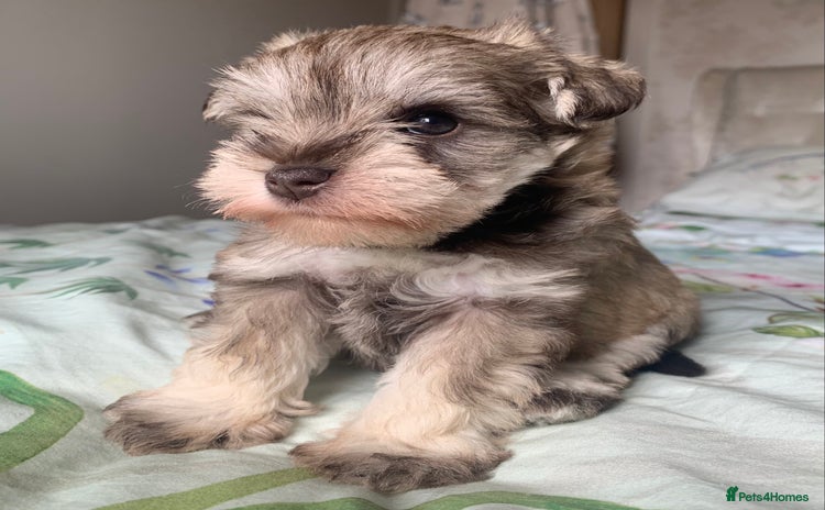 Miniature Schnauzer dogs - Advert 12