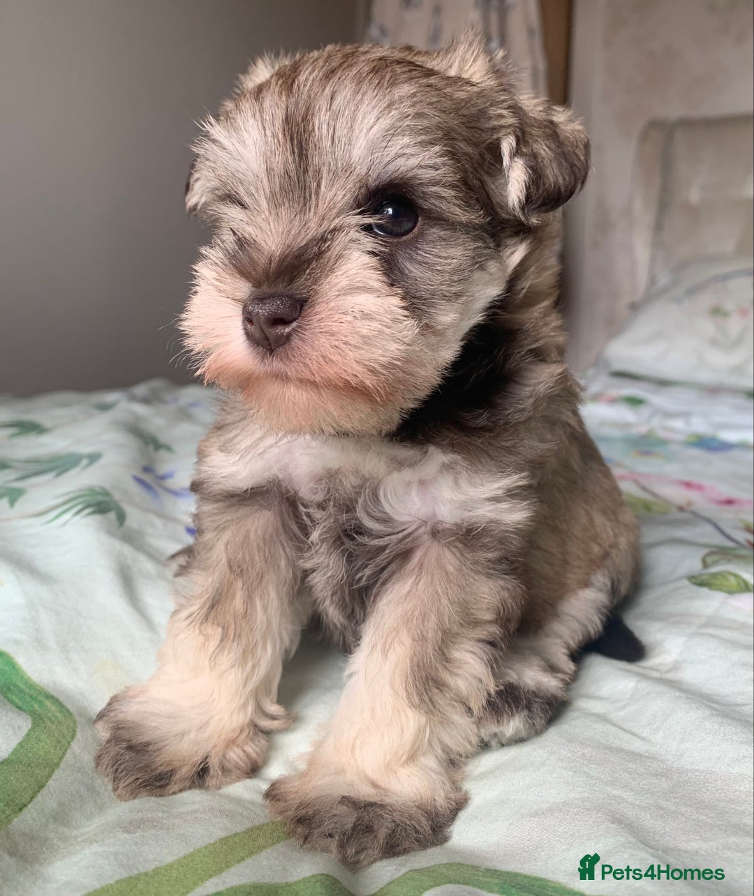 Miniature Schnauzer dogs for sale: KC BVA/MAC Chocolate Pepper Mini Schnauzers - Image 4