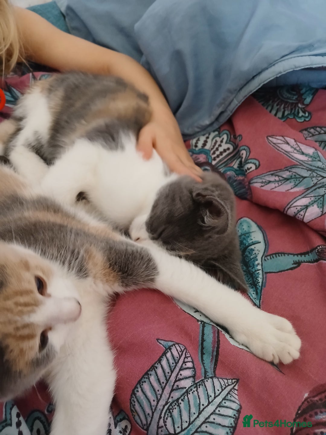 Mixed Breed cats for sale: 2 beautiful female lovely kittens and playfull - Image 6