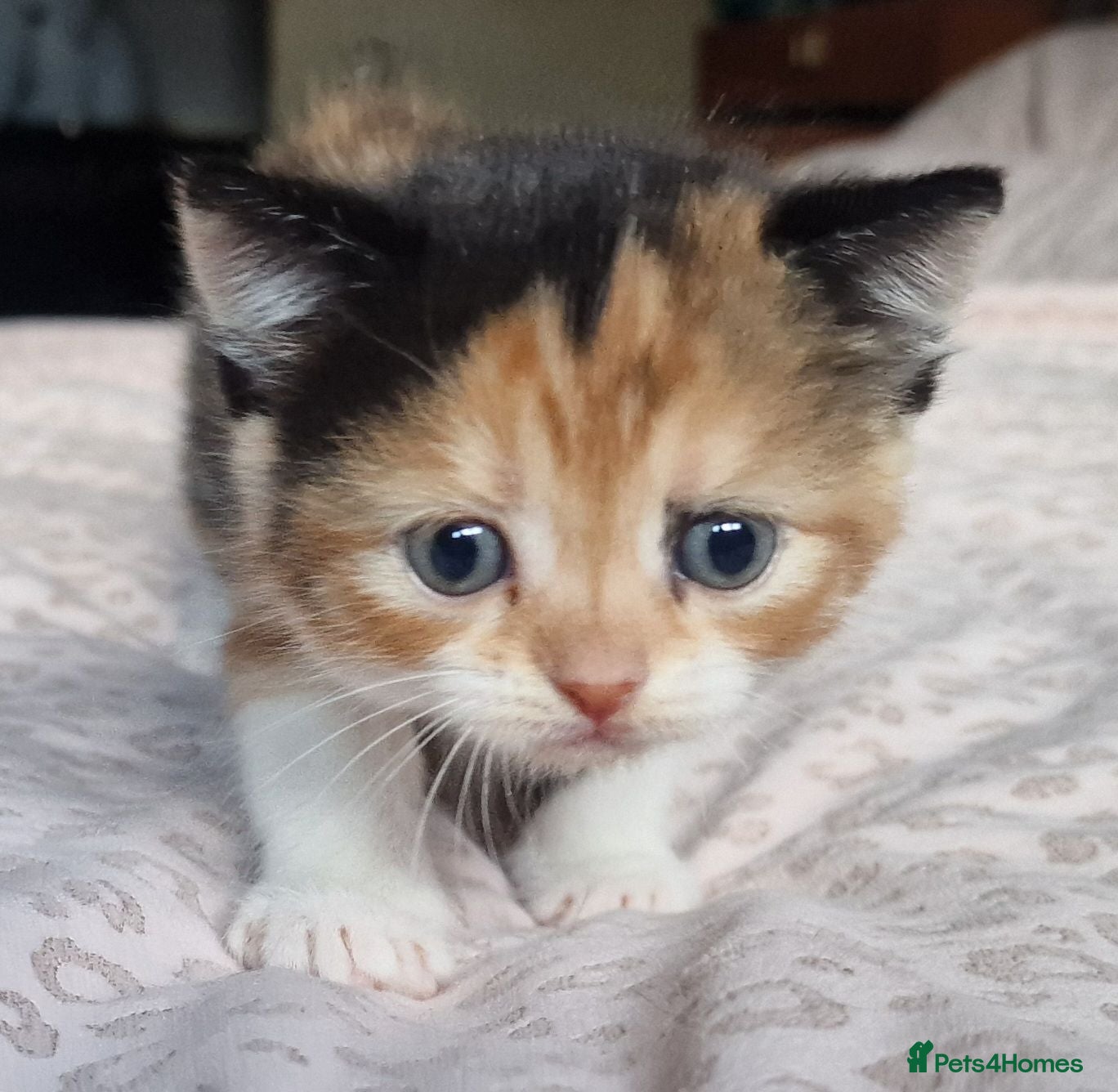 Exotic cats Exotic cross kitten for sale - Advert 2