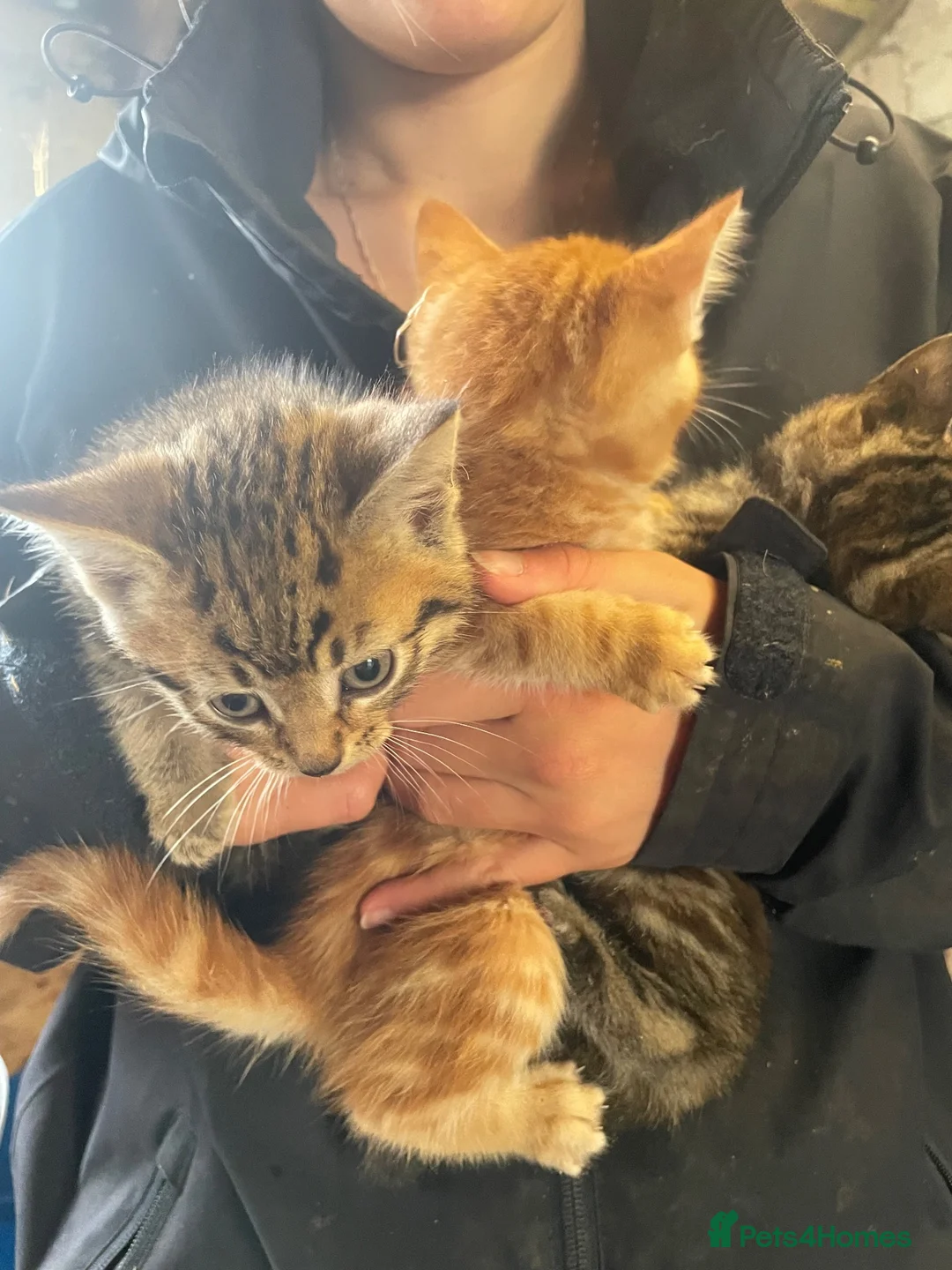 Mixed Breed cats for sale: Farm kittens - Advert 13