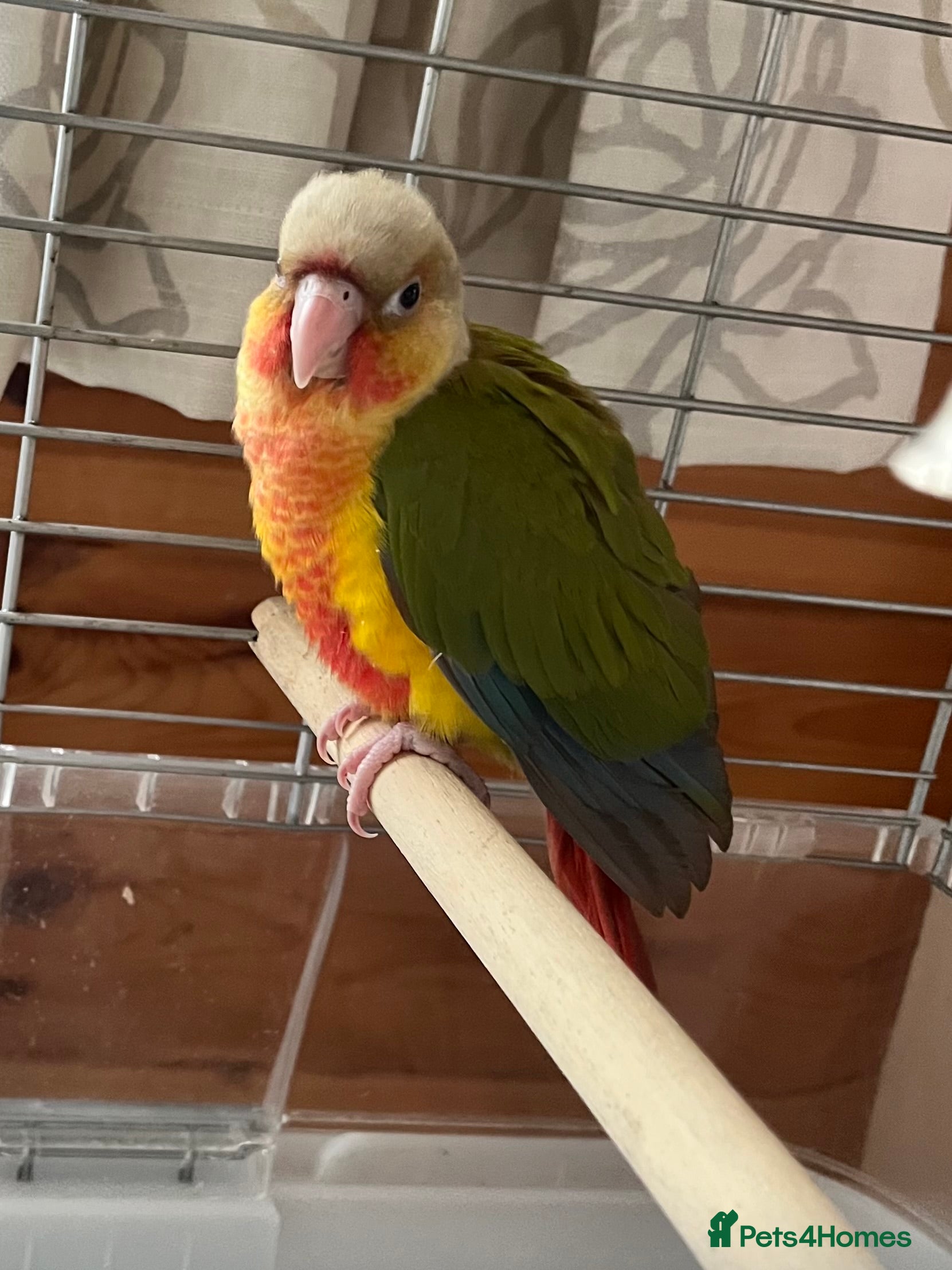 Conures birds Baby ‘Hand-Reared’ Pineapple Conure  - Advert 5