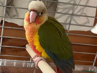 Conures birds Baby ‘Hand-Reared’ Pineapple Conure - Advert 5