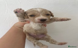 Cockapoo dogs for sale: ⭐️⭐️7 gorgeous toy cockapoo pups F1b ⭐️⭐️🧸 - Image 6