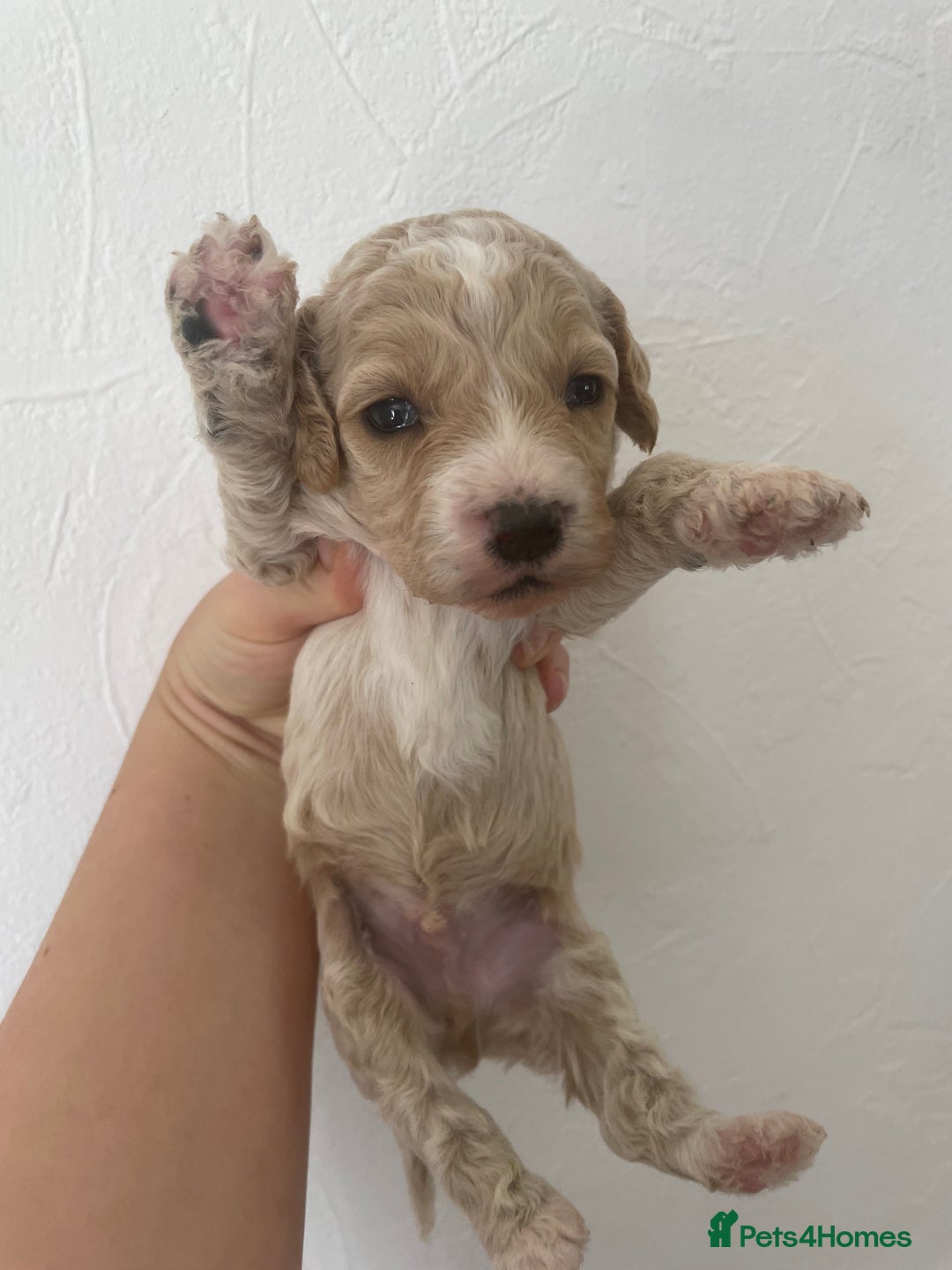 Cockapoo dogs for sale: ⭐️⭐️7 gorgeous toy cockapoo pups F1b ⭐️⭐️🧸 - Image 6