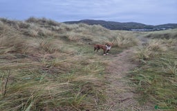 Mixed Breed dogs for sale: American Staffy  - Image 4