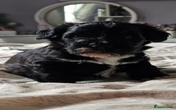 Schnoodle dogs for sale: 2 beautiful schnoodles  - Image 2