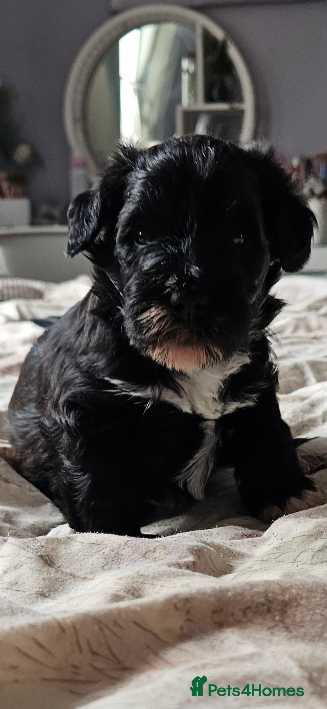 Schnoodle dogs for sale: 2 beautiful schnoodles  - Image 2